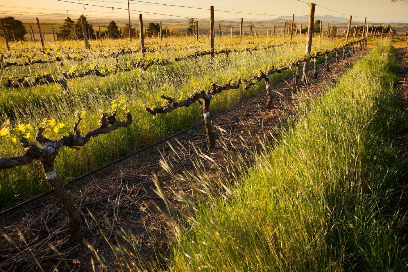 Domaine Coutelier Lägenhet Stellenbosch Exteriör bild