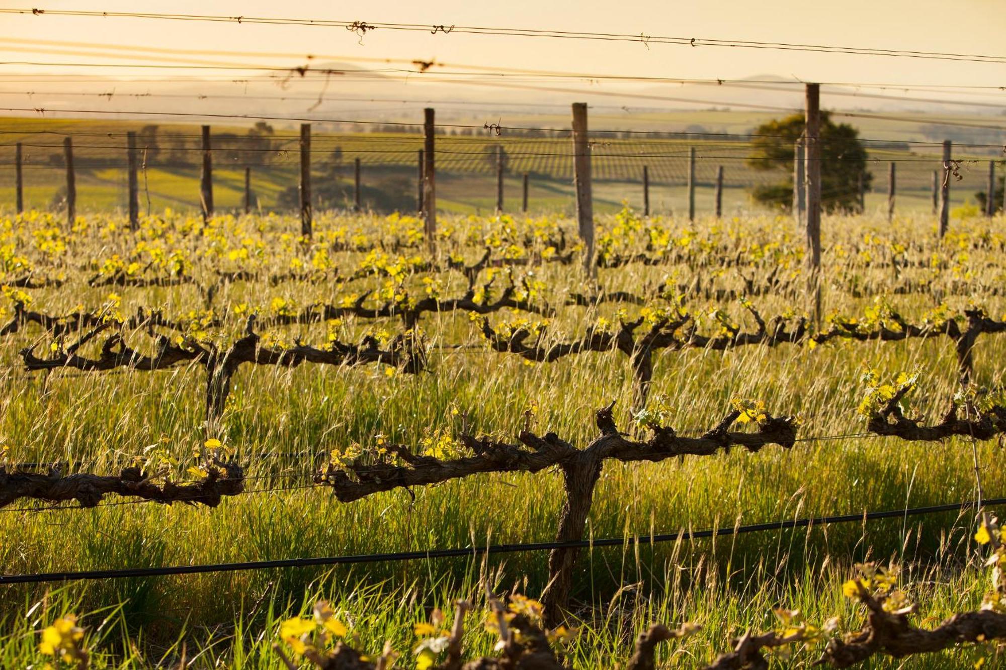 Domaine Coutelier Lägenhet Stellenbosch Exteriör bild