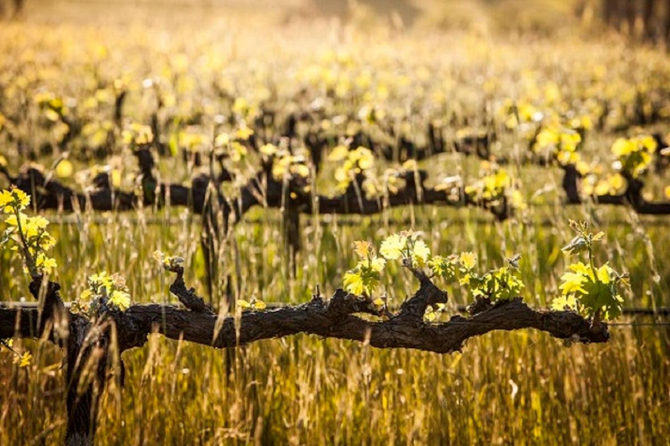 Domaine Coutelier Lägenhet Stellenbosch Exteriör bild