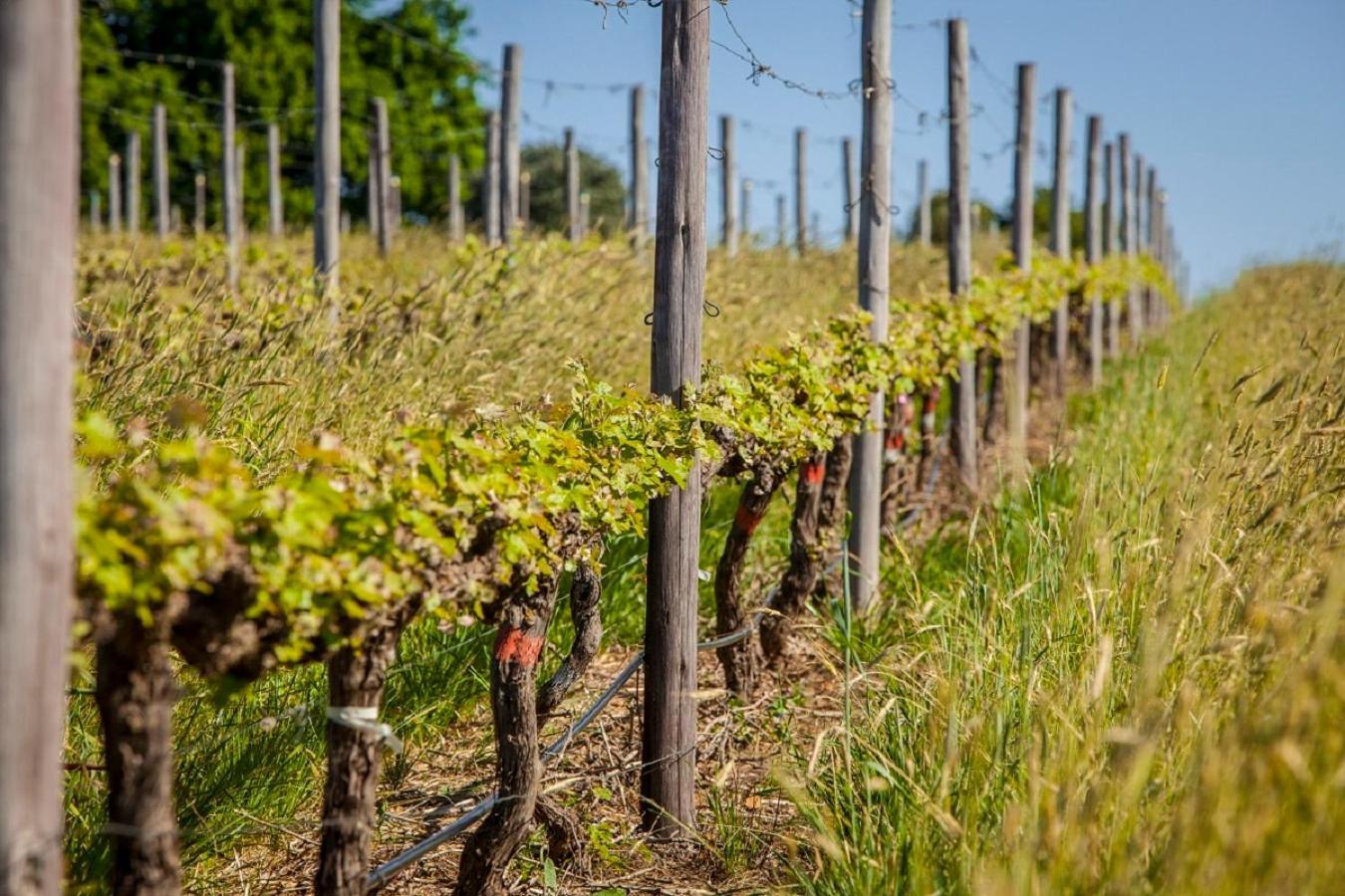 Domaine Coutelier Lägenhet Stellenbosch Exteriör bild