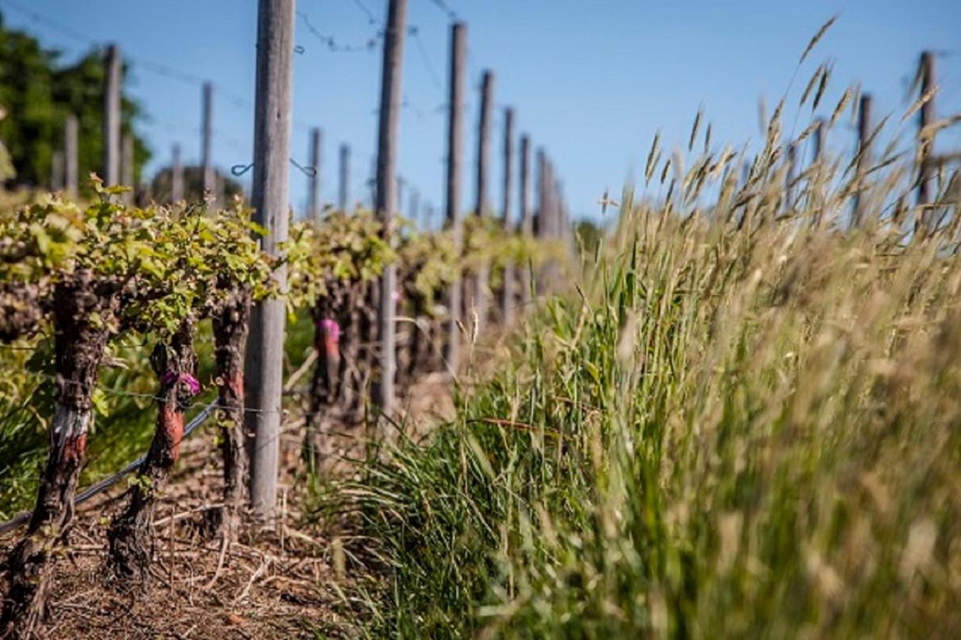Domaine Coutelier Lägenhet Stellenbosch Exteriör bild