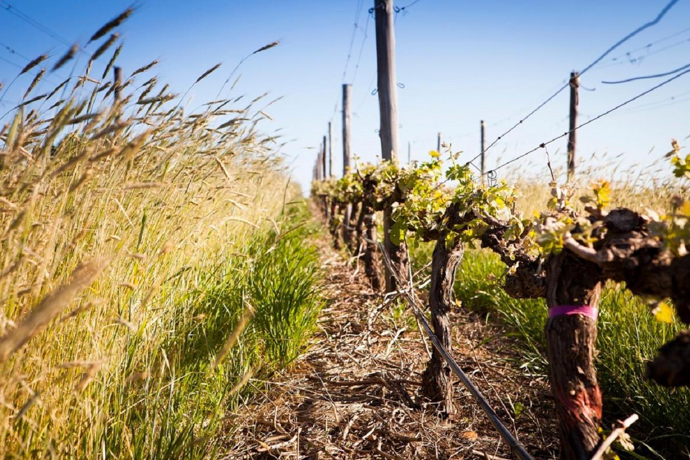Domaine Coutelier Lägenhet Stellenbosch Exteriör bild